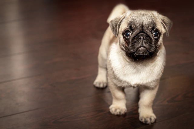 mops